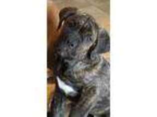 Cane Corso Puppy for sale in York, PA, USA