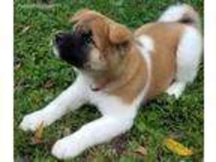 Akita Puppy for sale in Millmont, PA, USA