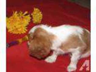 Cavalier King Charles Spaniel Puppy for sale in SPRINGFIELD, OH, USA