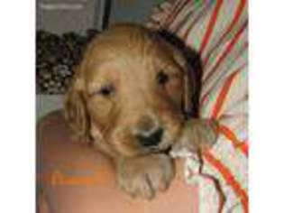 Goldendoodle Puppy for sale in Romulus, NY, USA