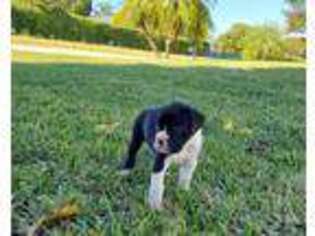 Boxer Puppy for sale in Cape Coral, FL, USA