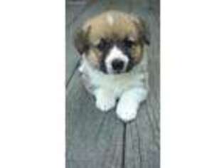 Pembroke Welsh Corgi Puppy for sale in Buckner, MO, USA