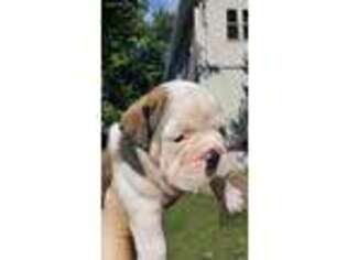 Olde English Bulldogge Puppy for sale in Momence, IL, USA