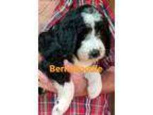 Mutt Puppy for sale in Urbana, OH, USA