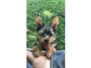 Yorkshire Terrier Puppy for sale in Florissant, MO, USA