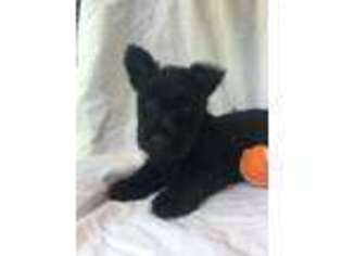 Scottish Terrier Puppy for sale in Diamond, MO, USA