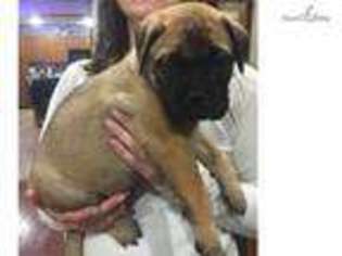 Bullmastiff Puppy for sale in Knoxville, TN, USA