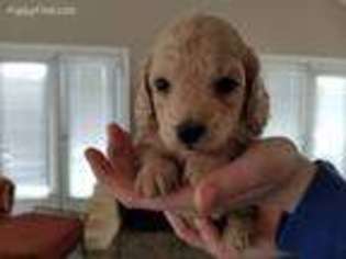 Dachshund Puppy for sale in Shelbyville, KY, USA
