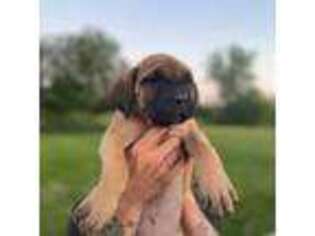Cane Corso Puppy for sale in East Peoria, IL, USA