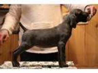 Weimaraner Puppy for sale in Evart, MI, USA