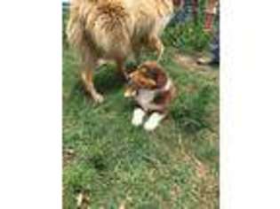 Australian Shepherd Puppy for sale in Pryor, OK, USA