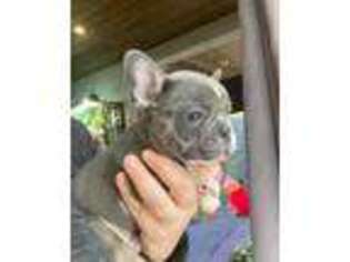 French Bulldog Puppy for sale in Plattsburgh, NY, USA