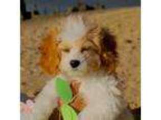 Cavachon Puppy for sale in Rocky Point, NY, USA