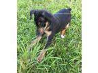 Miniature Pinscher Puppy for sale in Pensacola, FL, USA