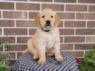 Golden Retriever Puppy for sale in Union Grove, NC, USA