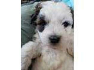 Havanese Puppy for sale in Bandera, TX, USA