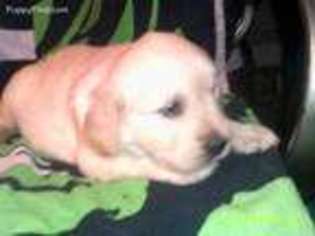 Golden Retriever Puppy for sale in Enfield, CT, USA