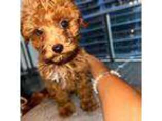 Miniature Pinscher Puppy for sale in Miami, FL, USA