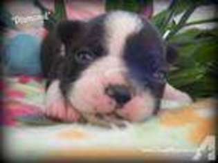 Boston Terrier Puppy for sale in HARPERS FERRY, WV, USA