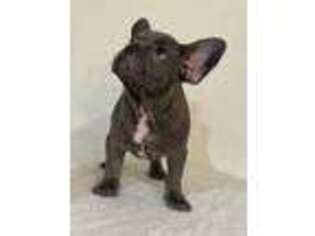 French Bulldog Puppy for sale in Rahway, NJ, USA
