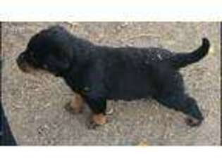 Rottweiler Puppy for sale in Oakley, CA, USA
