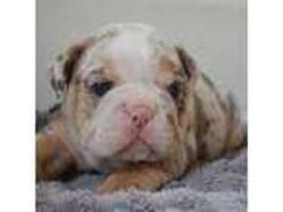 Bulldog Puppy for sale in Eaton, OH, USA