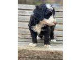 Mutt Puppy for sale in Carrollton, GA, USA