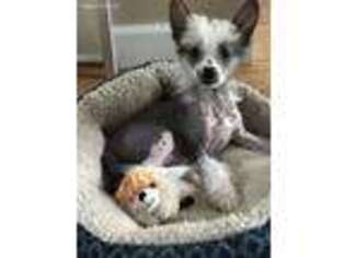 Chinese Crested Puppy for sale in Woodstock, GA, USA