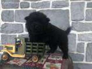 Chow Chow Puppy for sale in Millmont, PA, USA