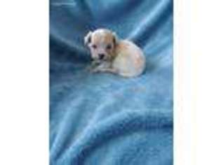 Poovanese Puppy for sale in Knoxville, IA, USA