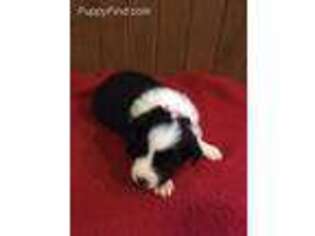Border Collie Puppy for sale in Nashville, MI, USA