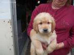 Golden Retriever Puppy for sale in Dows, IA, USA