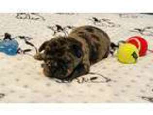 French Bulldog Puppy for sale in Mount Pleasant, TX, USA