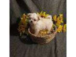 Mi-Ki Puppy for sale in Spring Hill, KS, USA