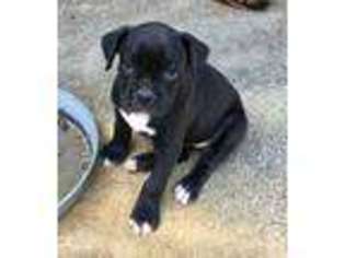 Boxer Puppy for sale in Clayton, GA, USA