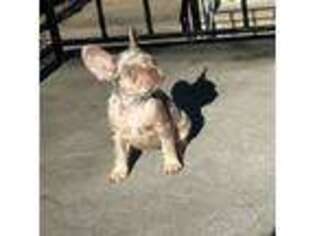 French Bulldog Puppy for sale in Secaucus, NJ, USA