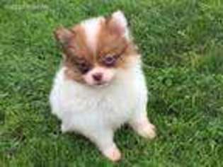 Pomeranian Puppy for sale in Gap, PA, USA