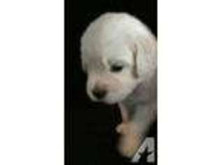 Labrador Retriever Puppy for sale in PHOENIX, AZ, USA