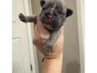 French Bulldog Puppy for sale in Eaton, OH, USA