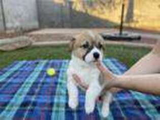 Pembroke Welsh Corgi Puppy for sale in Mesa, AZ, USA
