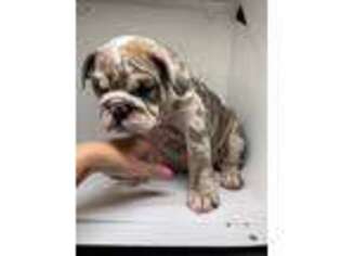 Bulldog Puppy for sale in Studio City, CA, USA