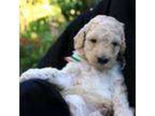 Goldendoodle Puppy for sale in Fairhope, AL, USA