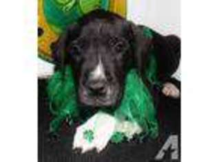 Great Dane Puppy for sale in RACINE, MO, USA