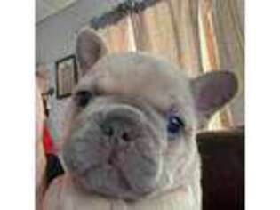 French Bulldog Puppy for sale in Ola, AR, USA