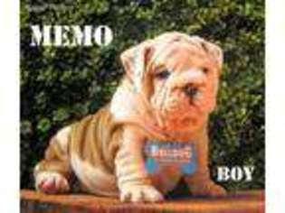 Bulldog Puppy for sale in Gilroy, CA, USA
