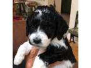 Labradoodle Puppy for sale in Missoula, MT, USA