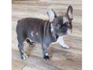French Bulldog Puppy for sale in San Clemente, CA, USA