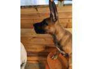 Great Dane Puppy for sale in Chicago, IL, USA