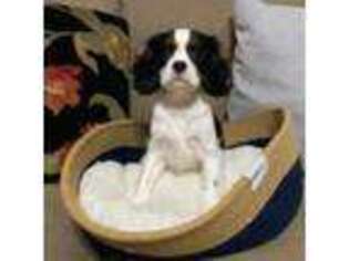 Cavalier King Charles Spaniel Puppy for sale in Dandridge, TN, USA