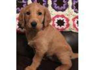 Labradoodle Puppy for sale in Loveland, CO, USA